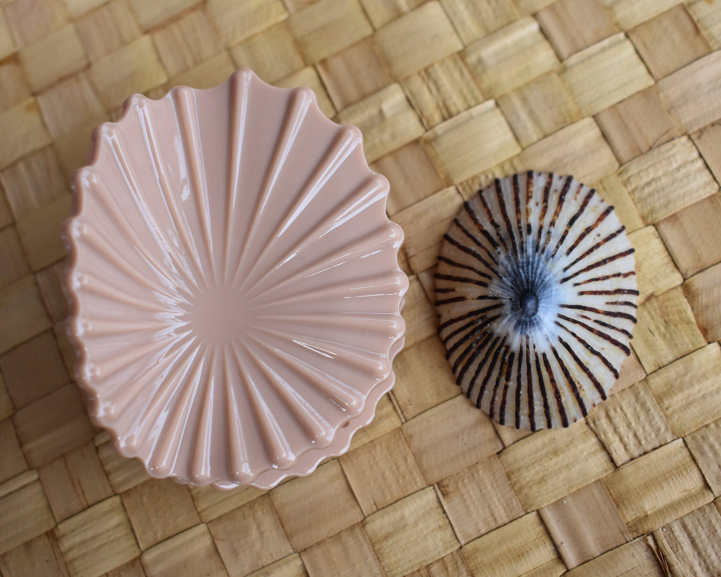Revel Sun Hawaii 'Opihi Shell Shaped Claw Clip (shell color feat. shell)