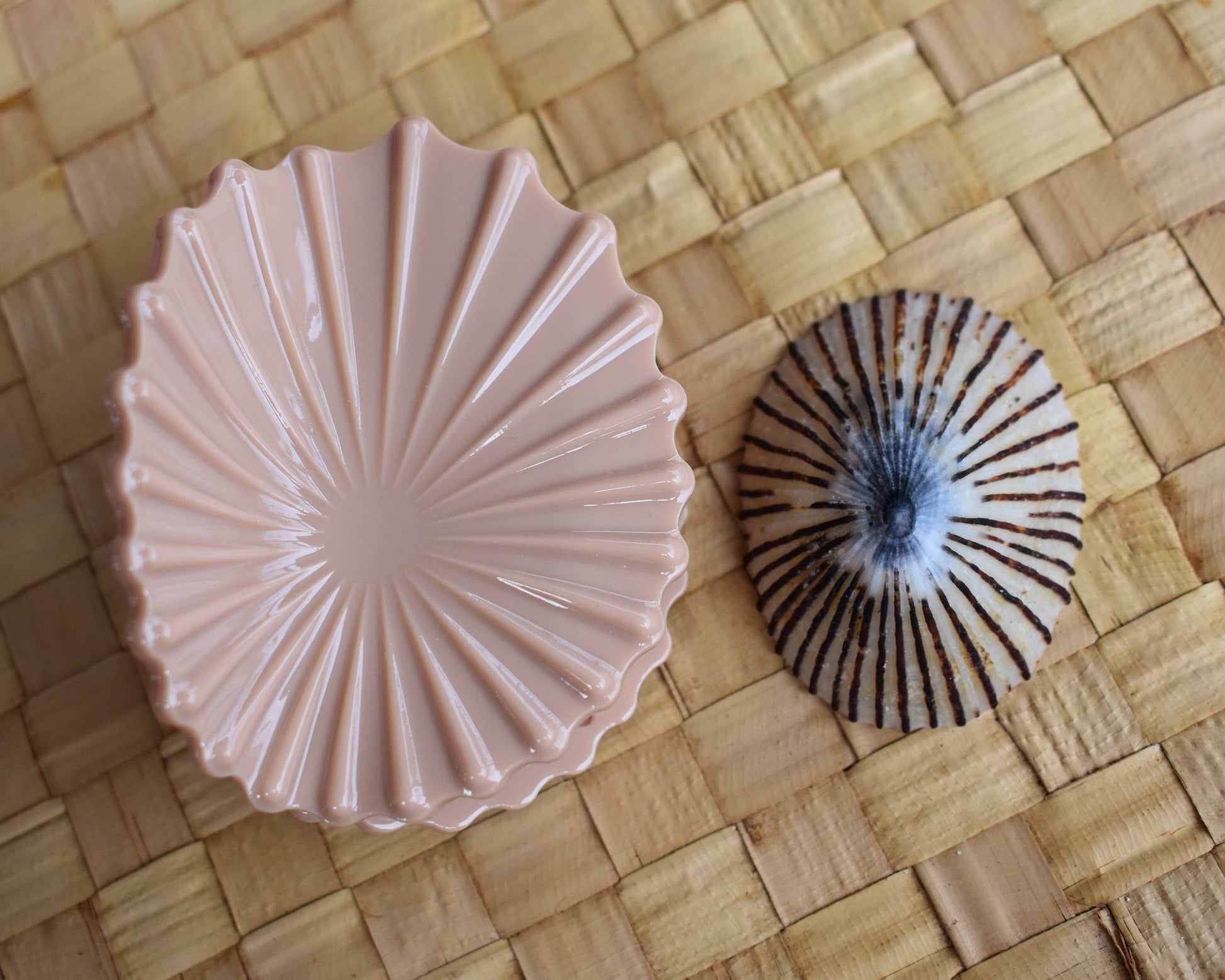 Revel Sun Hawaii 'Opihi Shell Shaped Claw Clip (shell color feat. shell)