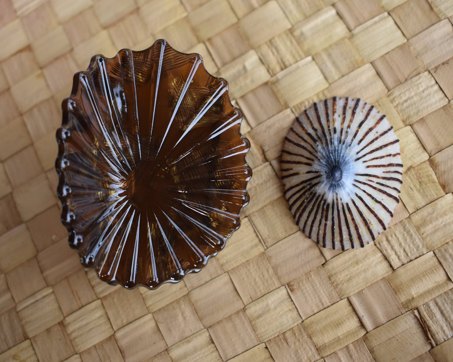 Revel Sun Hawaii 'Opihi Shell Shaped Claw Clip (black feat. shell)