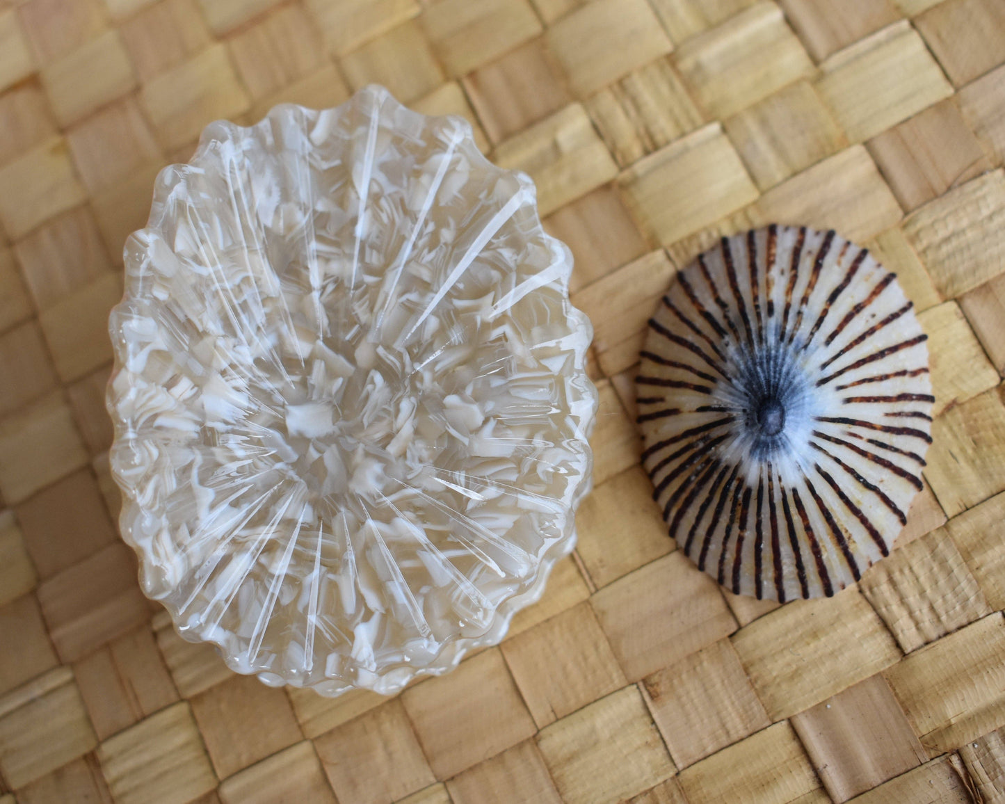 Revel Sun Hawaii 'Opihi Shell Shaped Claw Clip (white feat. shell)